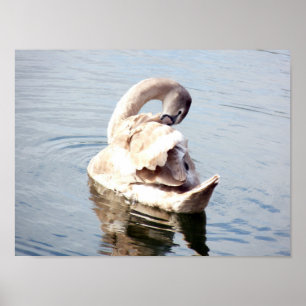 Affiche Jeune cygne se lissant les plumes