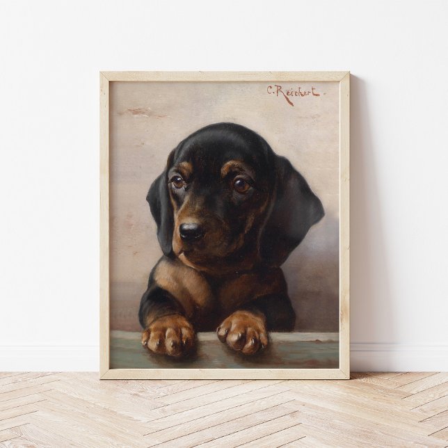 Affiche Jeune Dachshund | Carl Reichert (Créateur téléchargé)