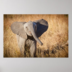 Affiche Jeune éléphant de savane