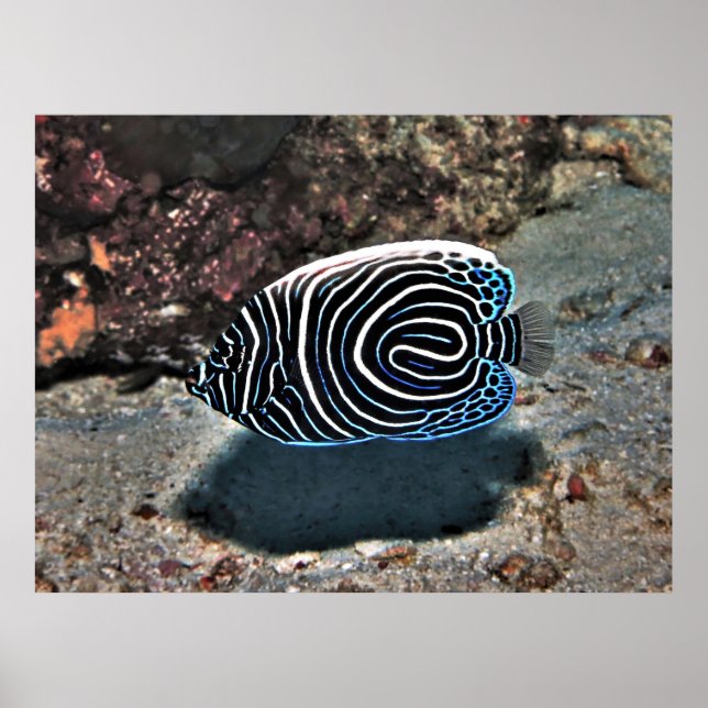 Affiche Jeune empereur (Devant)