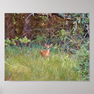 Affiche Jeune Faon de Cerf dans la Nature au Texas