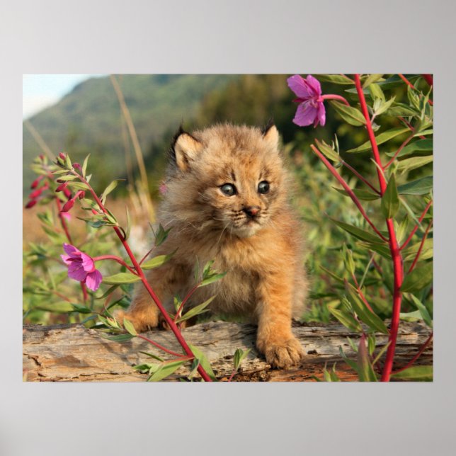 Affiche Jeune Lynx du Canada, Alaska (Devant)