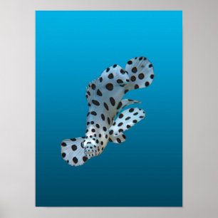Affiche Jeune Mérou - Fond bleu dégradé