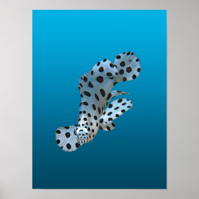 Affiche Jeune Mérou - Fond bleu dégradé |  (Devant)