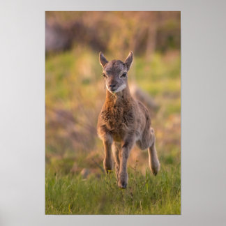 Affiche Jeune Mouflon dans la Prairie Photographie de Faun