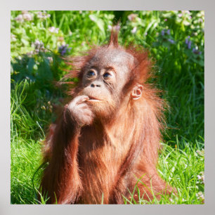 Affiche Jeune Orangutan profondément dans la pensée