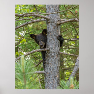 Affiche Jeune ours grimpant à un arbre