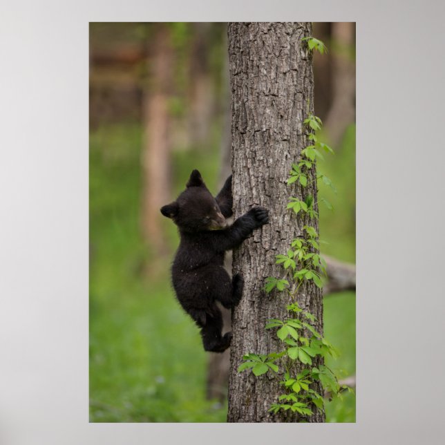 Affiche Jeune ours noir grimpant à un arbre (Devant)