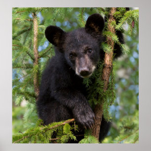 Affiche Jeune ours noir jouant dans les arbres