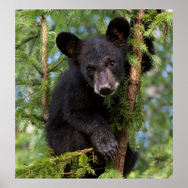 Affiche Jeune ours noir jouant dans les arbres (Devant)