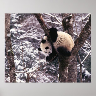 Affiche Jeune panda jouant sur un arbre recouvert de neige