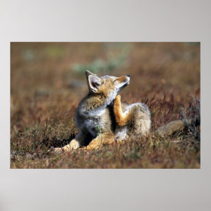 Affiche Jeune Renard Gris à Torres Del Paine National Park