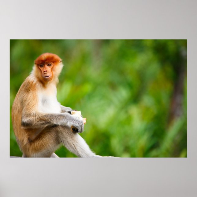 Affiche Jeune singe proboscis mâle dans la nature sur Born (Devant)