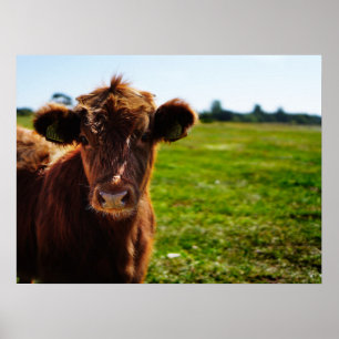 Affiche Jeune vache Brown en champ de pâturage