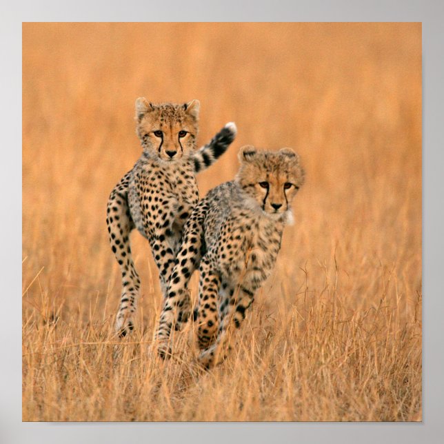 Affiche Jeunes guépards (Acinonyx Jubatus) en course (Devant)