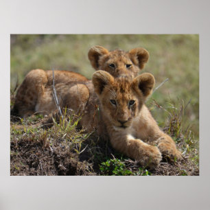 Affiche Jeunes lions africains sauvages