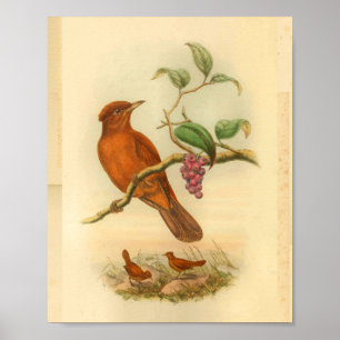 Affiche Jobi Island Wood Shrike Vintage Orange Bird Imprim