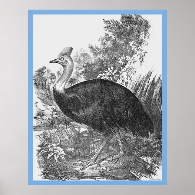 Affiche John Gould's 'Birds Of Australia' ~ The Cassowary (Devant)