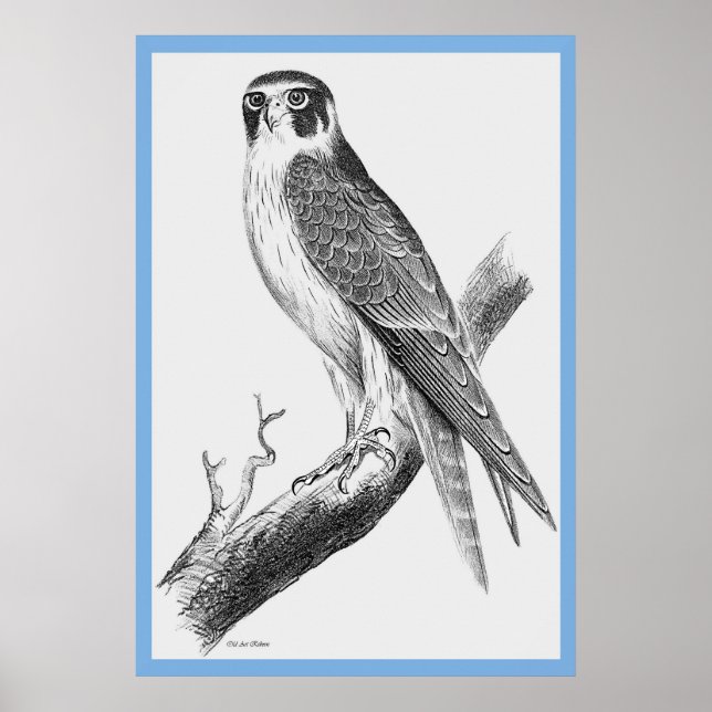 Affiche John Gould's 'Birds Of Australia' ~ The Falconn (Devant)