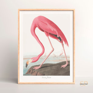 Affiche John James Audubon American Flamant rose Wildlife 