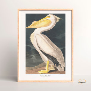 Affiche John James Audubon American White Pelican Majesty