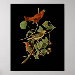 Affiche John James Audubon ~ Oiseaux rouges d'été ~