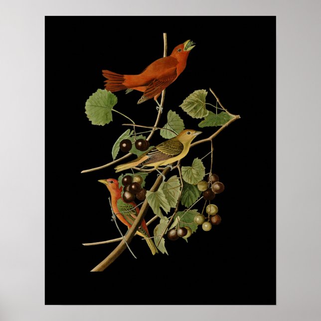 Affiche John James Audubon ~ Oiseaux rouges d'été ~ (Devant)