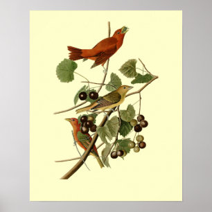 Affiche John James Audubon ~ Oiseaux rouges d'été ~