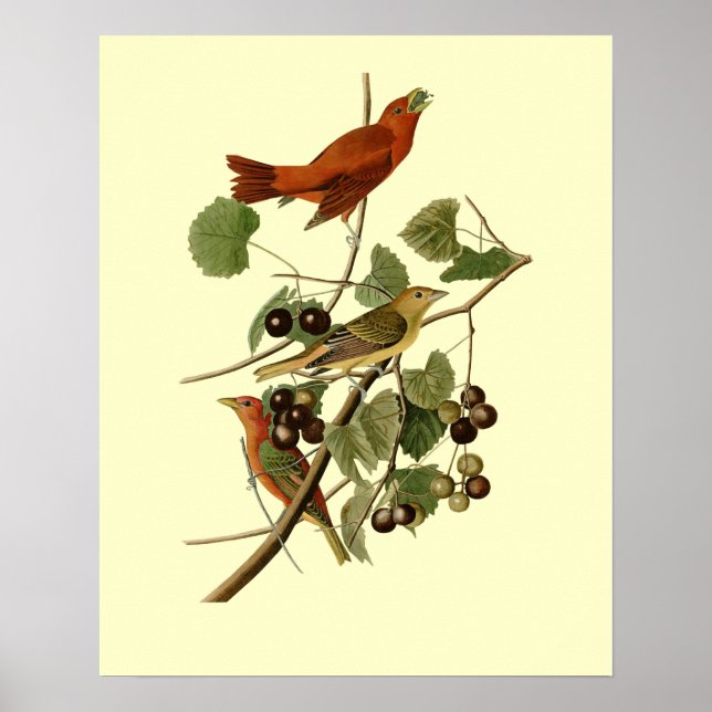 Affiche John James Audubon ~ Oiseaux rouges d'été ~ (Devant)