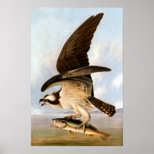 Affiche John James Audubon Osprey et Weakfish