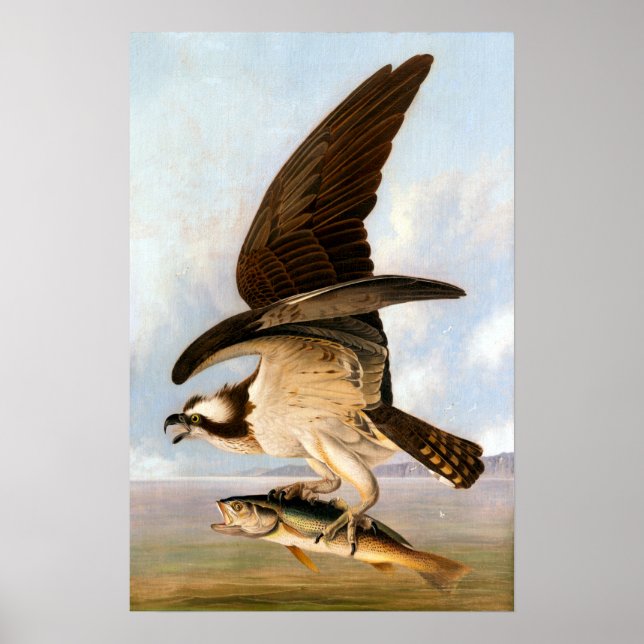 Affiche John James Audubon Osprey et Weakfish (Devant)