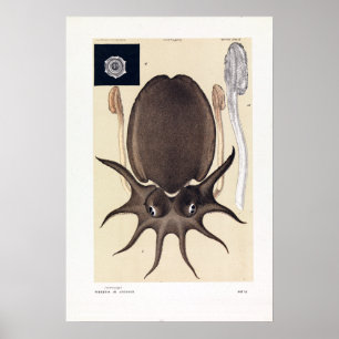 Affiche John James Wild Large Melbourne Sepia