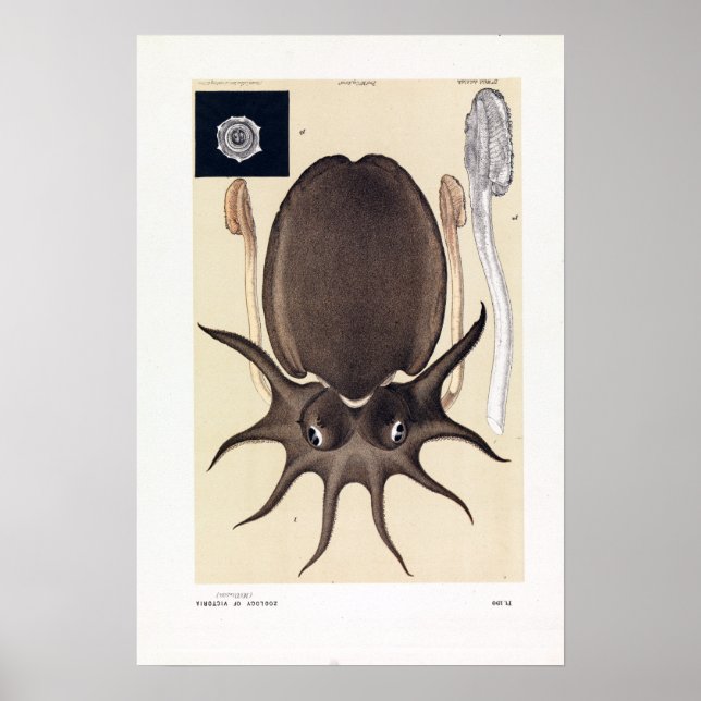 Affiche John James Wild Large Melbourne Sepia (Devant)