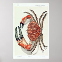 John James Wild Tasmanian Giant Crab Vintage