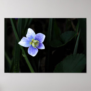 Affiche Joli bleu violet Fleur sauvage dans la nature Phot