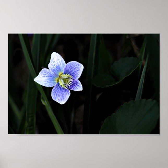 Affiche Joli bleu violet Fleur sauvage dans la nature Phot (Devant)