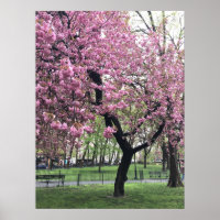 Joli cerisier rose Fleur Arbre NYC New York City