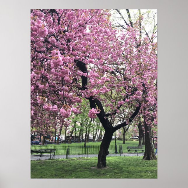 Affiche Joli cerisier rose Fleur Arbre NYC New York City (Devant)