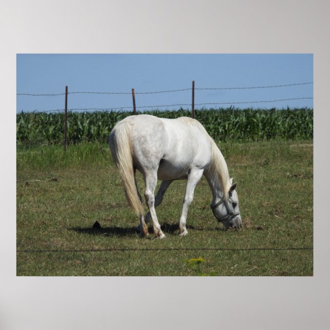 Affiche Joli cheval blanc mangeant dans un champ à la ferm (Devant)