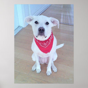 Affiche Joli chien blanc portant une écharpe rouge avec de
