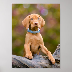 Affiche Joli chiot hongrois Vizsla Chien Chien Photo _.