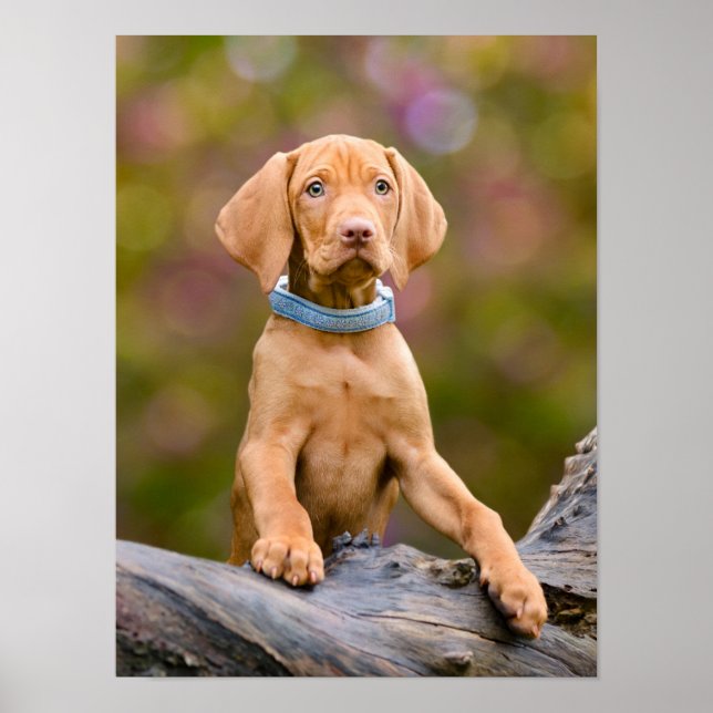 Affiche Joli chiot hongrois Vizsla Chien Chien Photo _. (Devant)