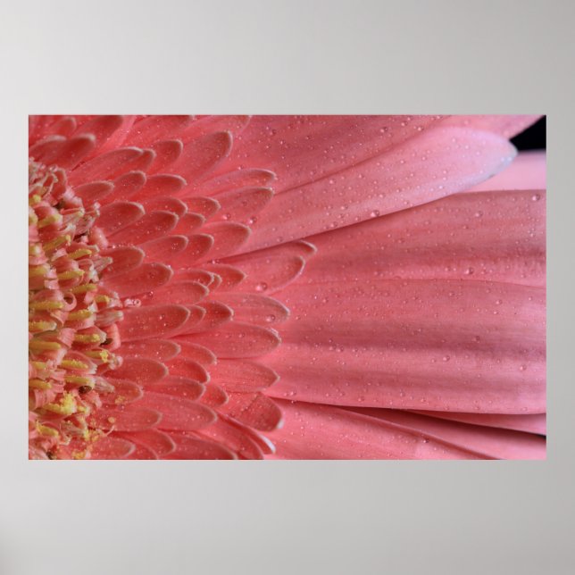 Affiche Joli Coral rose Gerbera Daisy (Devant)