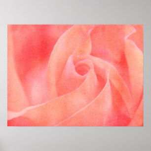 Affiche Joli Coral rose rose Rose Floral Art Photographie
