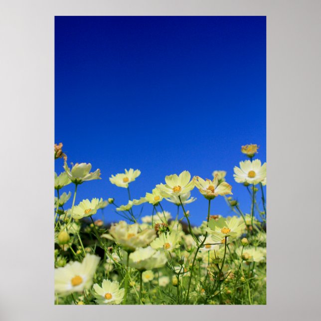 Affiche Joli Cosmos Jaune Clair Sky Flower Field (Devant)