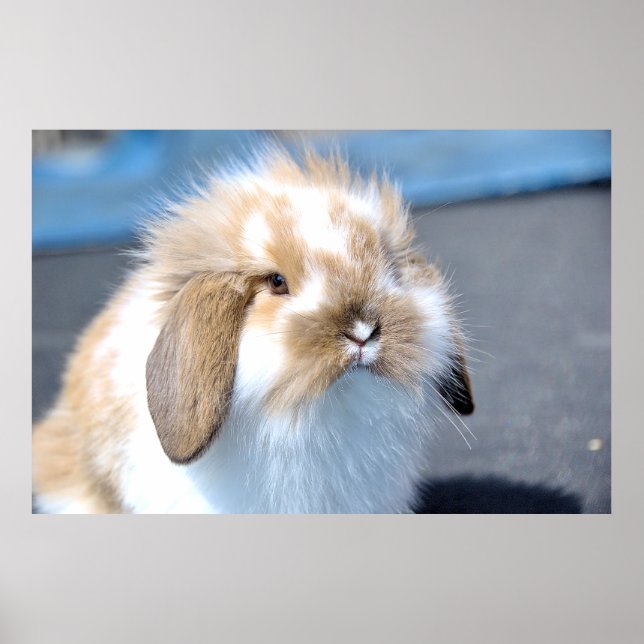 Affiche Joli lapin blanc et brun flamand (Devant)
