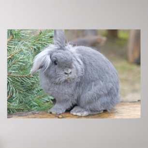 Affiche Joli lapin gris