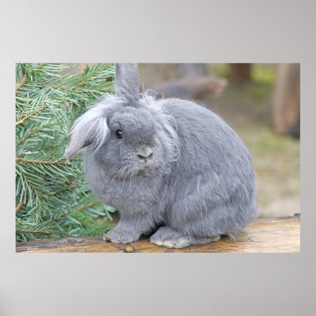 Affiche Joli lapin gris (Devant)