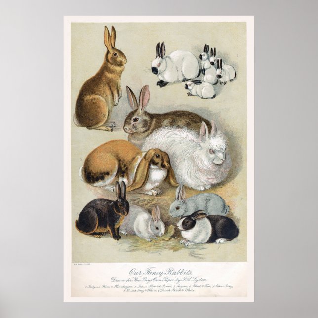 Affiche Joli lapin lapin Retro Vintage (Devant)