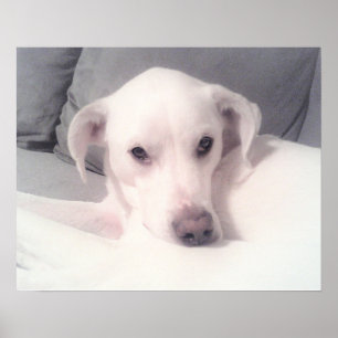 Affiche Joli mélange de Labrador blanc assis sur le canapé
